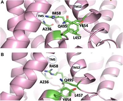 How Does Our Knowledge on the Na+/H+ Exchanger NHE1 Obtained by Biochemical and Molecular Analyses Keep up With Its Recent Structure Determination?